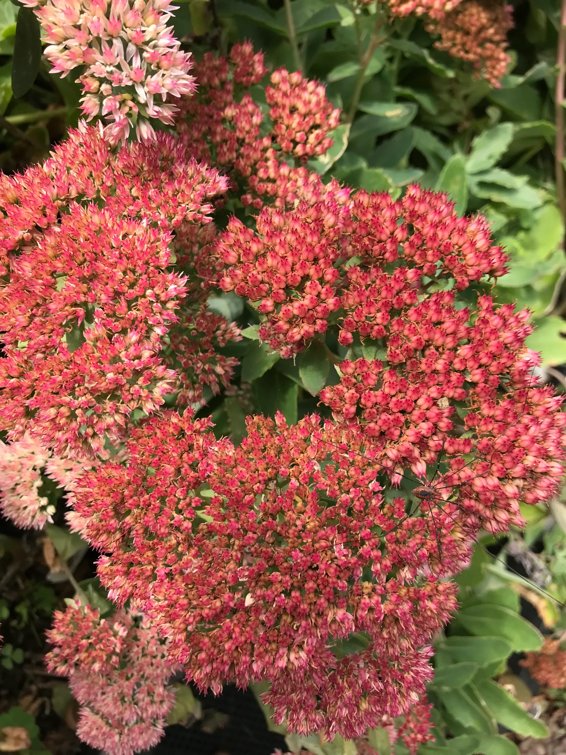 Sedum x'Jaws'
