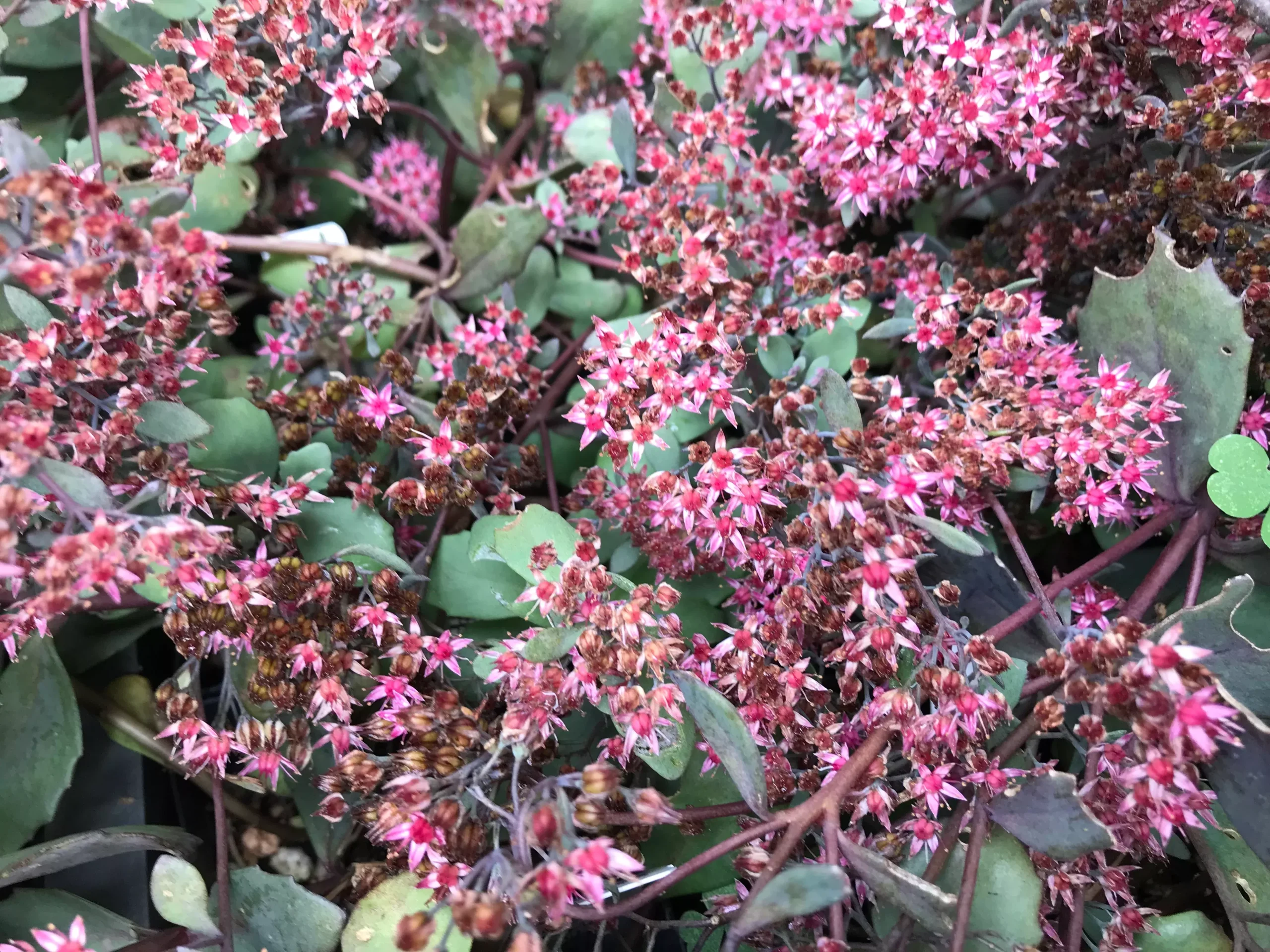 Sedum x 'Sunset Cloud'