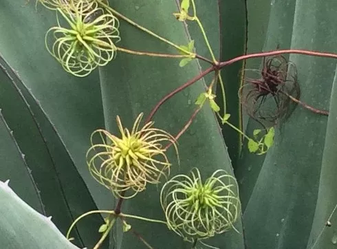 Seed Collection and Conservation