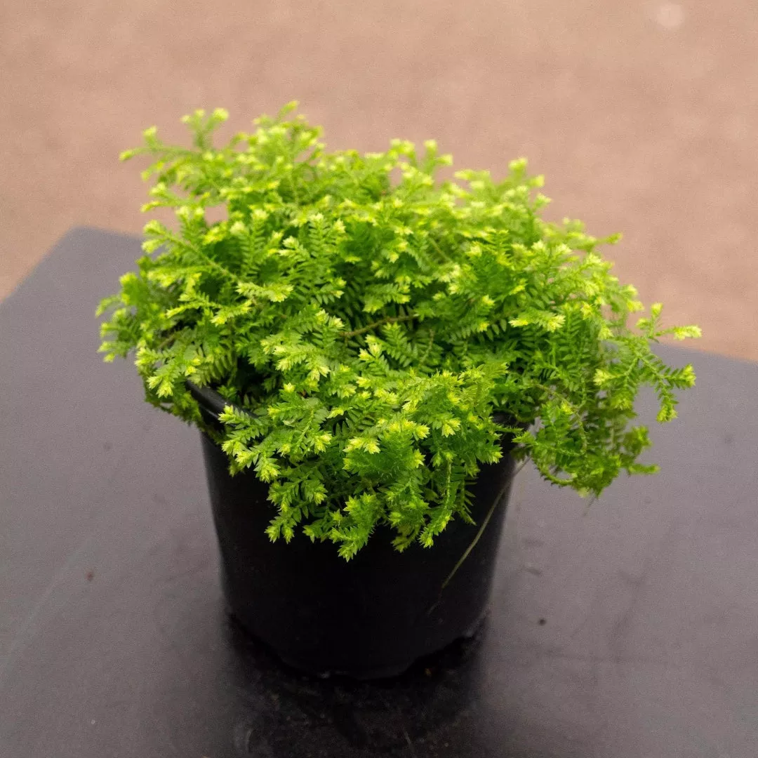 Selaginella kraussiana 'Aurea'