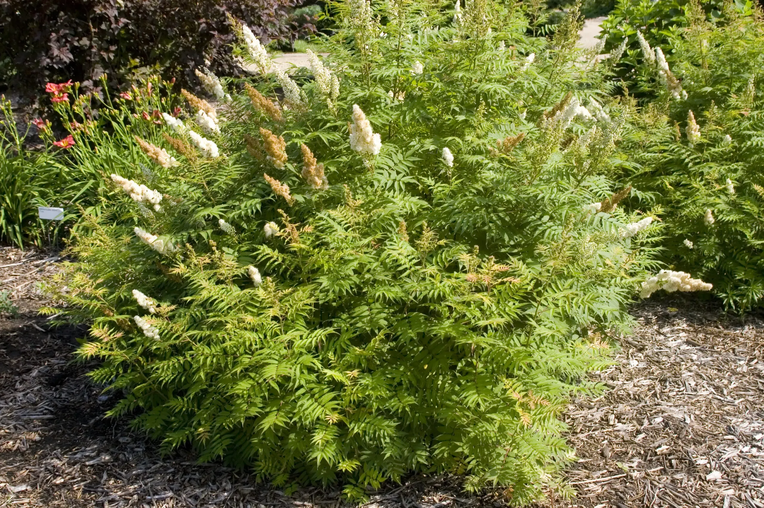 Sem Ash Leaf Spirea