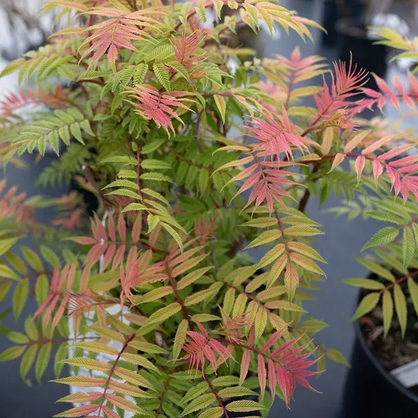 Sem False Spirea