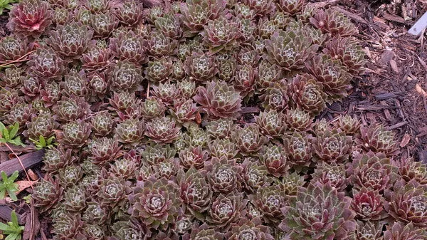 Sempervivum 'Beta'
