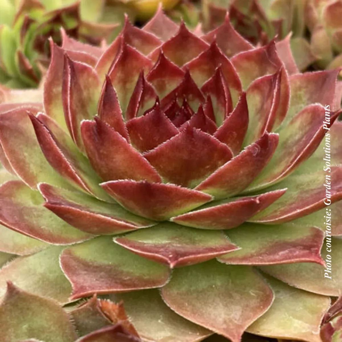 Sempervivum Chick Charms GIANTS 'Copper Canyon'