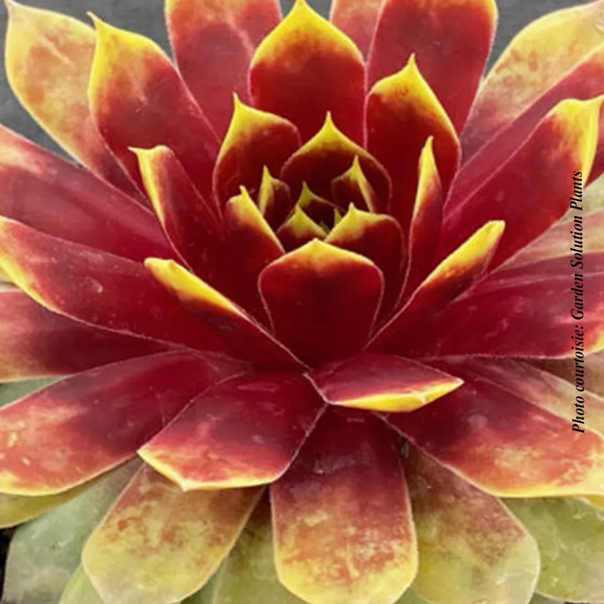 Sempervivum Chick Charms GIANTS 'Gold Mine'