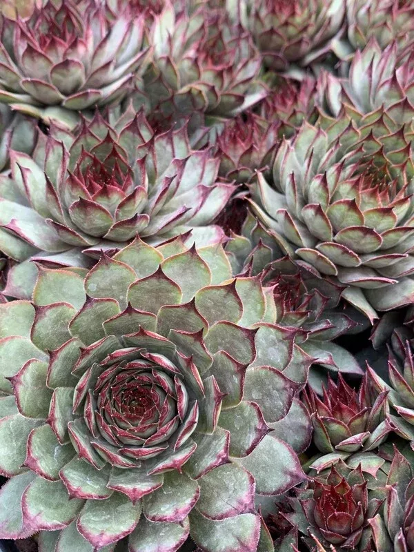 Sempervivum 'Dakota'