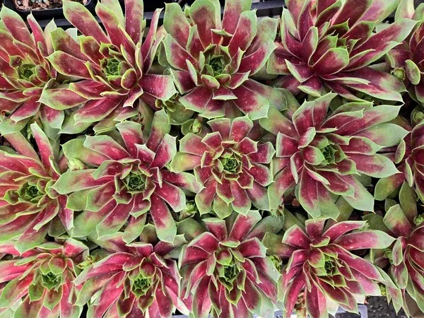 Sempervivum 'Emerald Explosion' PPAF