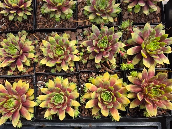 Sempervivum 'Gold Rush' PPAF
