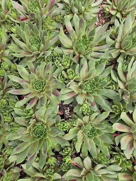 Sempervivum 'Lemon Waves' PPAF
