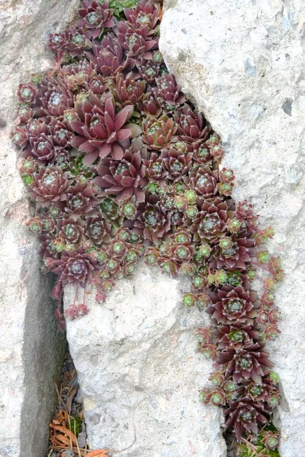 Sempervivum 'Silber Karneol'