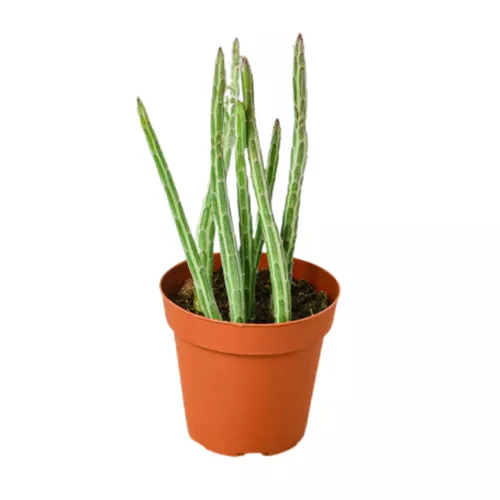 Senecio Pickle Plant Succulent