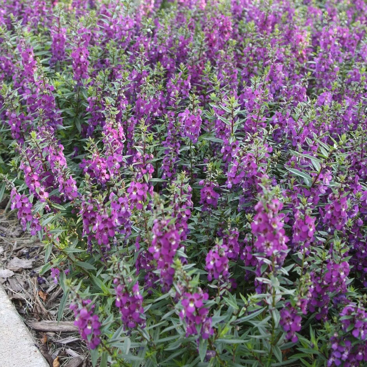 Serenita Purple Summer Snapdragon