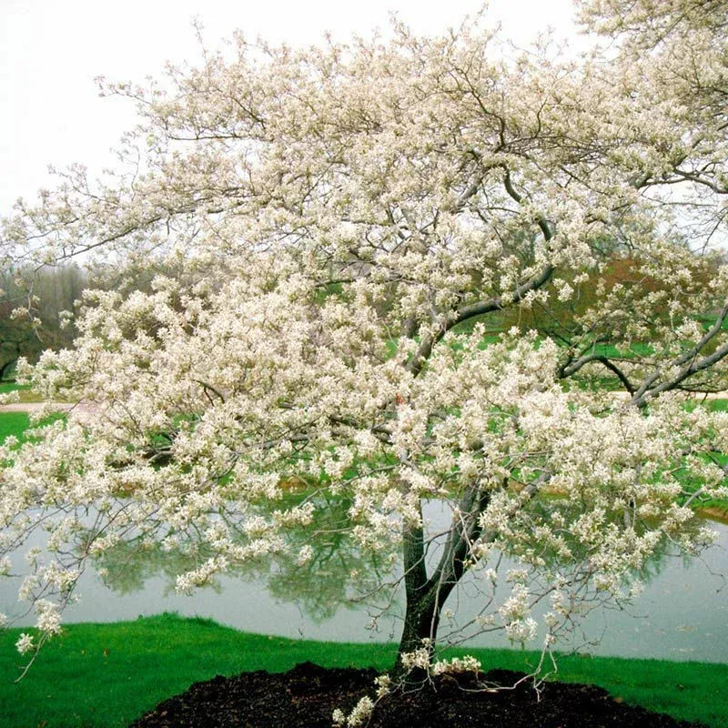 Serviceberry ‘Amelanchier arborea’ Live Plant – 6-12 Inches Tall, Bare Root Shrub
