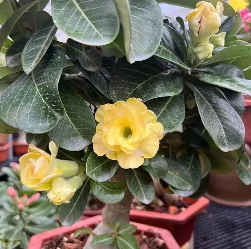 Set of 2 Double Yellow Desert Rose Live Plants – 4-6″ Tall Adenium Obesum Succulent