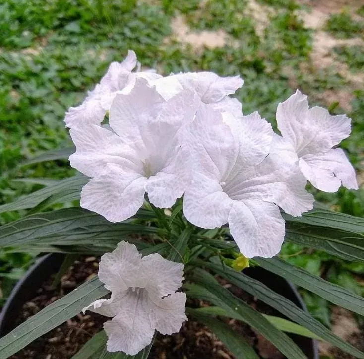 Set of 6 White Ruellia Live Plants – 3-6″ Tall Starter Perennials – Outdoor Flowering