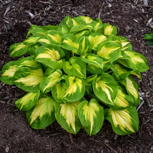 Shadowland 'Etched Glass' Hosta
