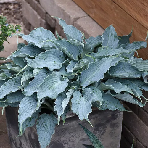Shadowland Waterslide Hosta
