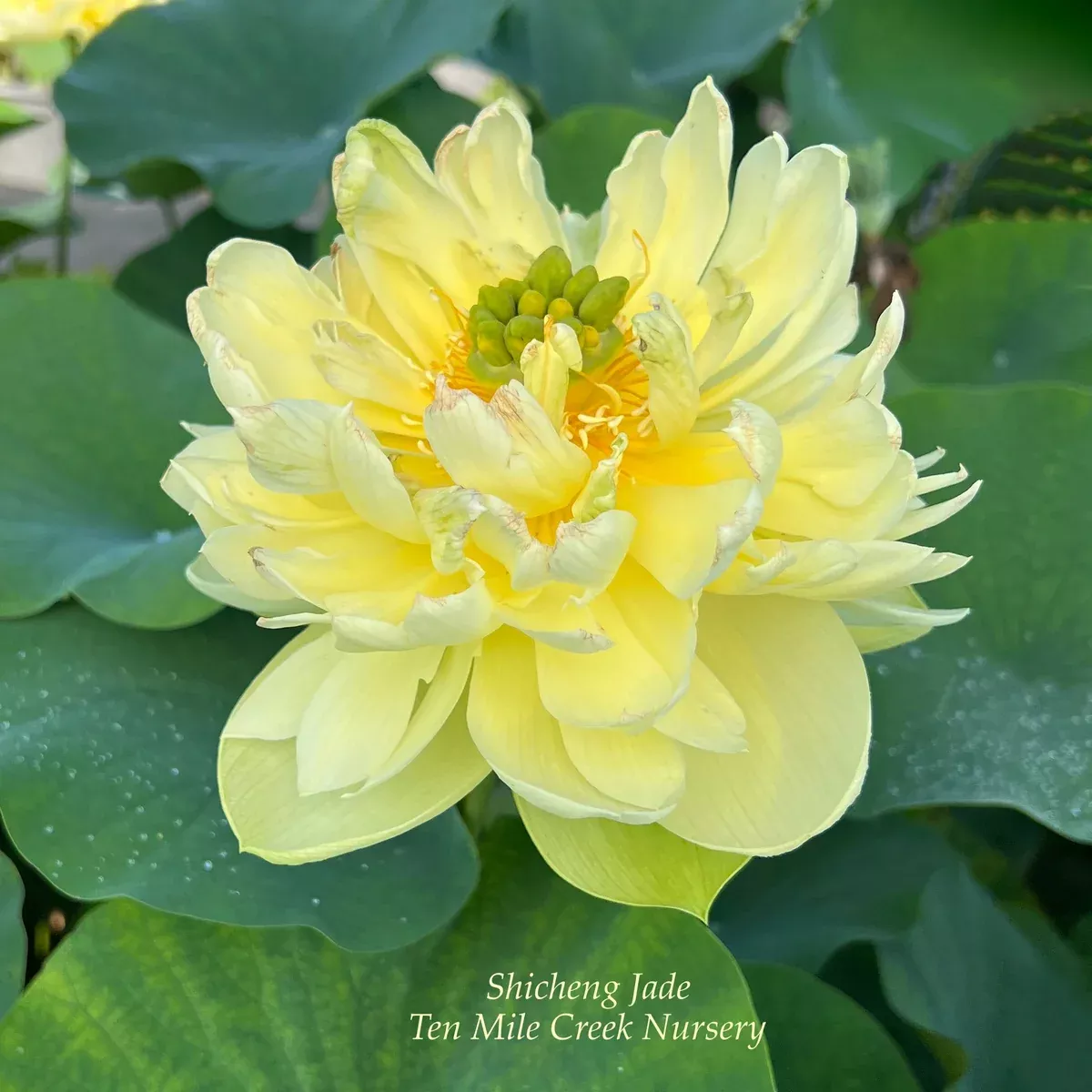 Shicheng Jade