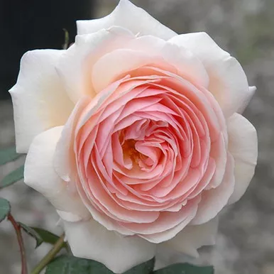 A Shropshire Lad David Austin Rose