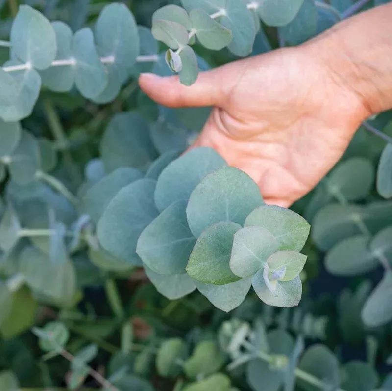 Silver Dollar Eucalyptus Live Plug Plant – Set of 2, 3-5″ Tall, Aromatic Foliage