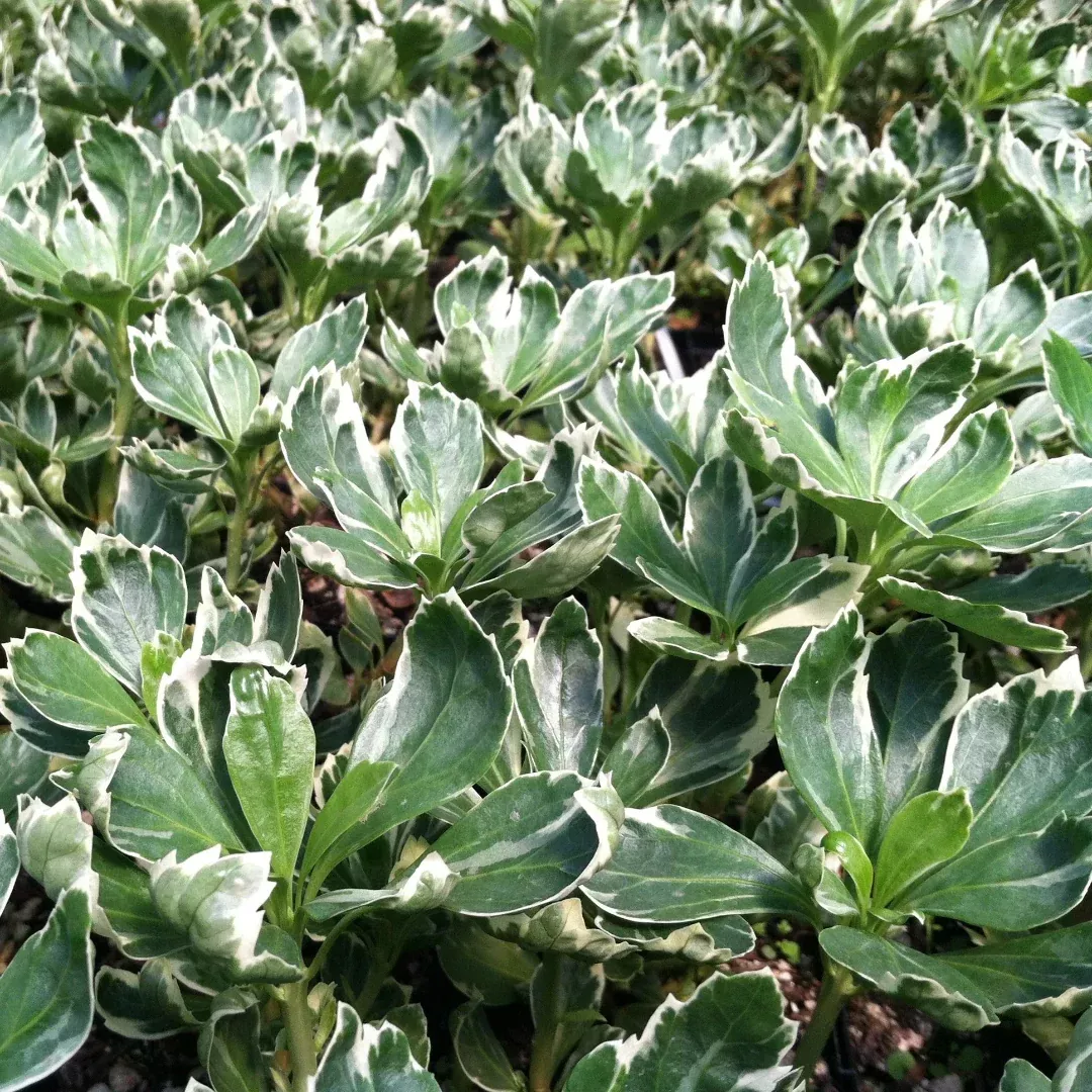 Silver Edge Japanese Spurge – White-Margine | Pixies Gardens