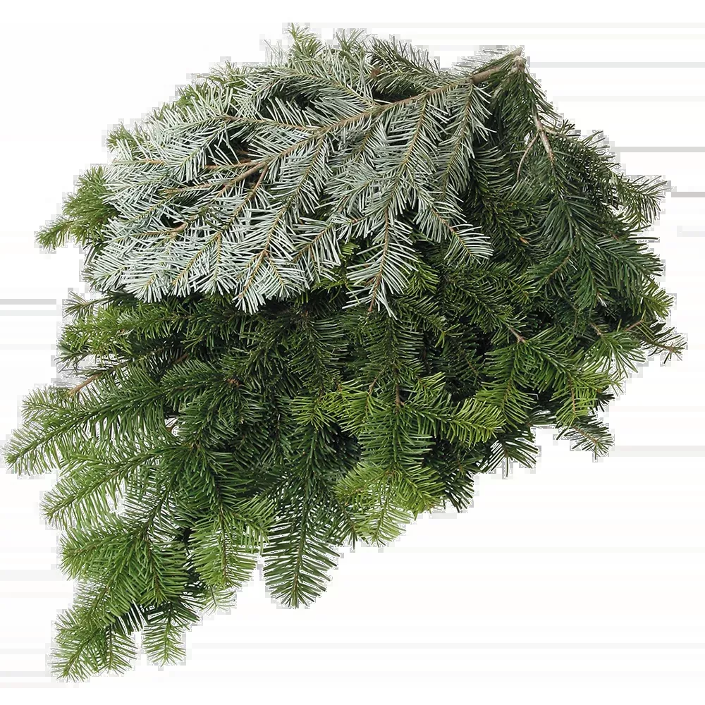 Silver Fir