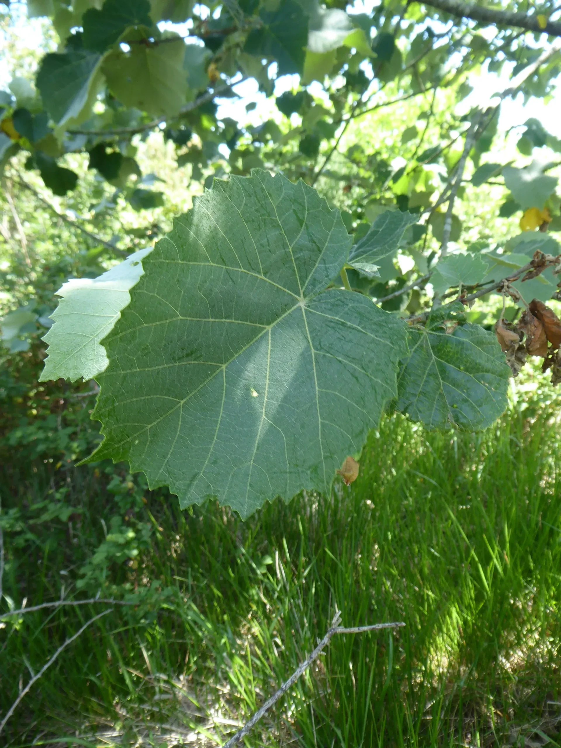 Silver Linden