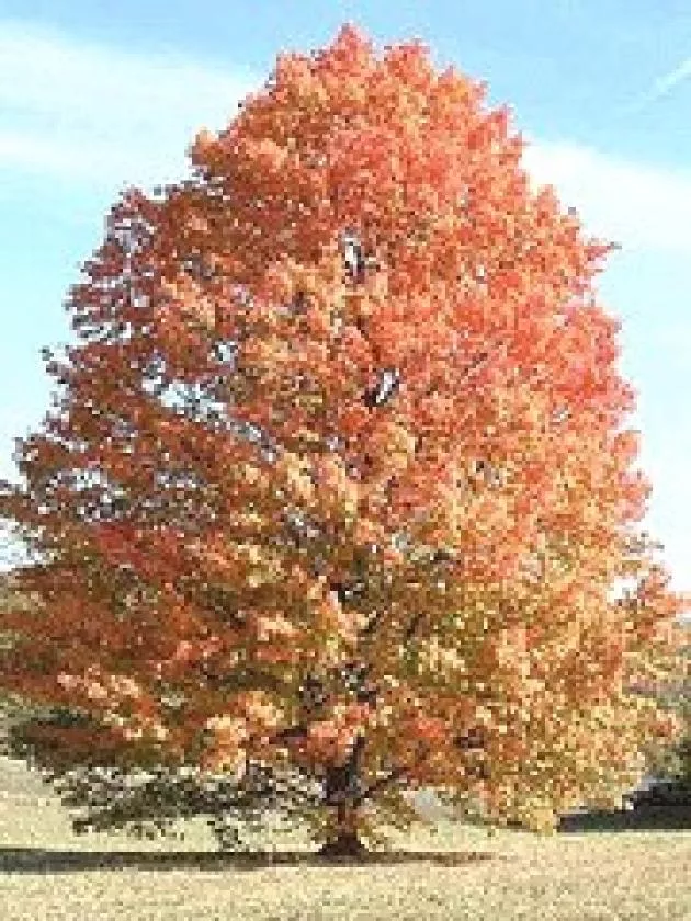 Silver Maple Tree | Pixies Gardens