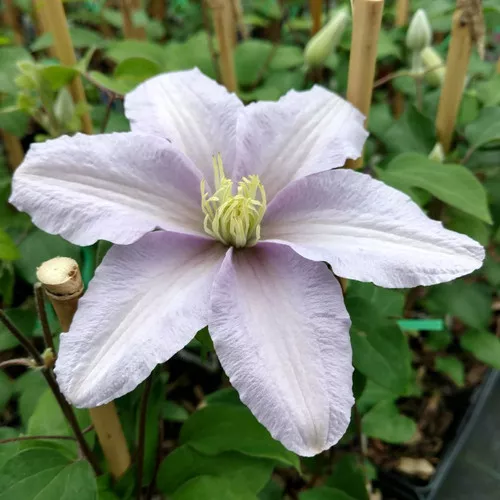 'Silver Moon' Clematis