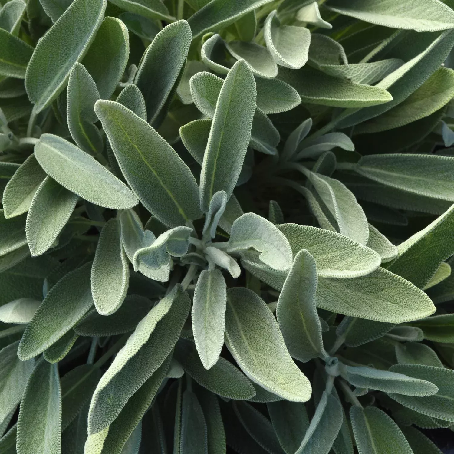 'Silver Scent' Perennial Salvia