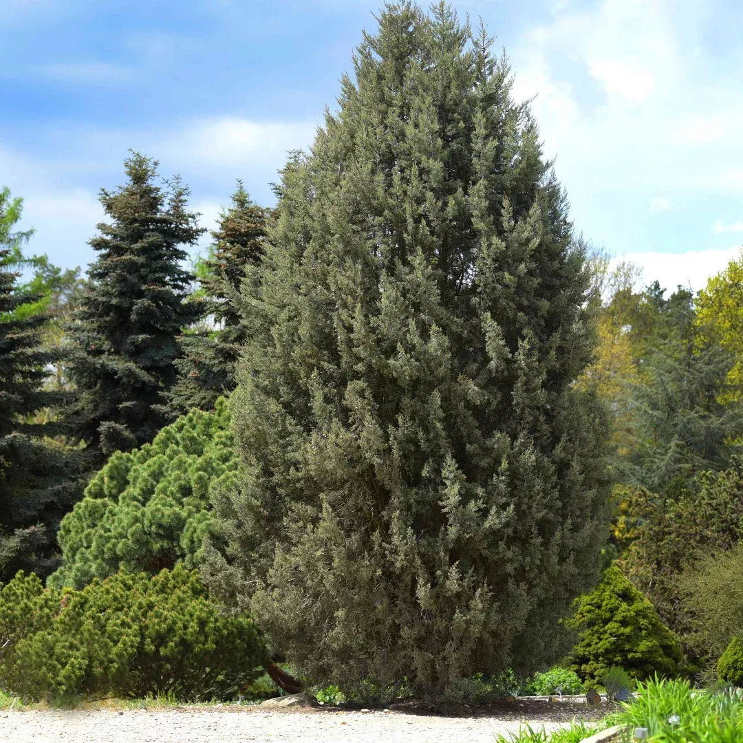Silver Smoke Arizona Cypress Multipack/Line | Pixies Gardens