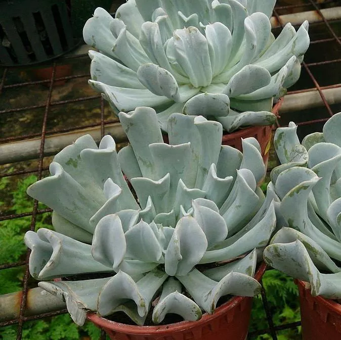 Silver Spoons Echeveria