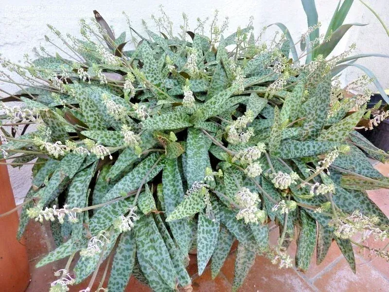 Silver Squill Succulent Live Plant – Ledebouria socialis Variegated – 1 Plant