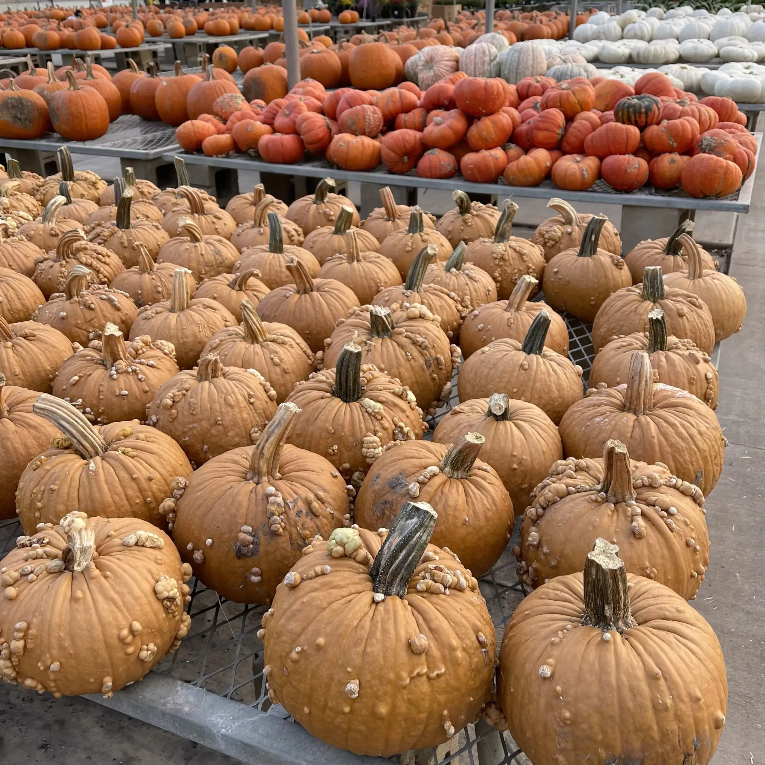 Small Specialty Pumpkin – Each