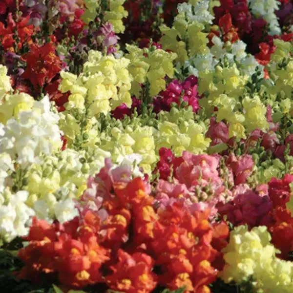 Snapshot Mix Snapdragon