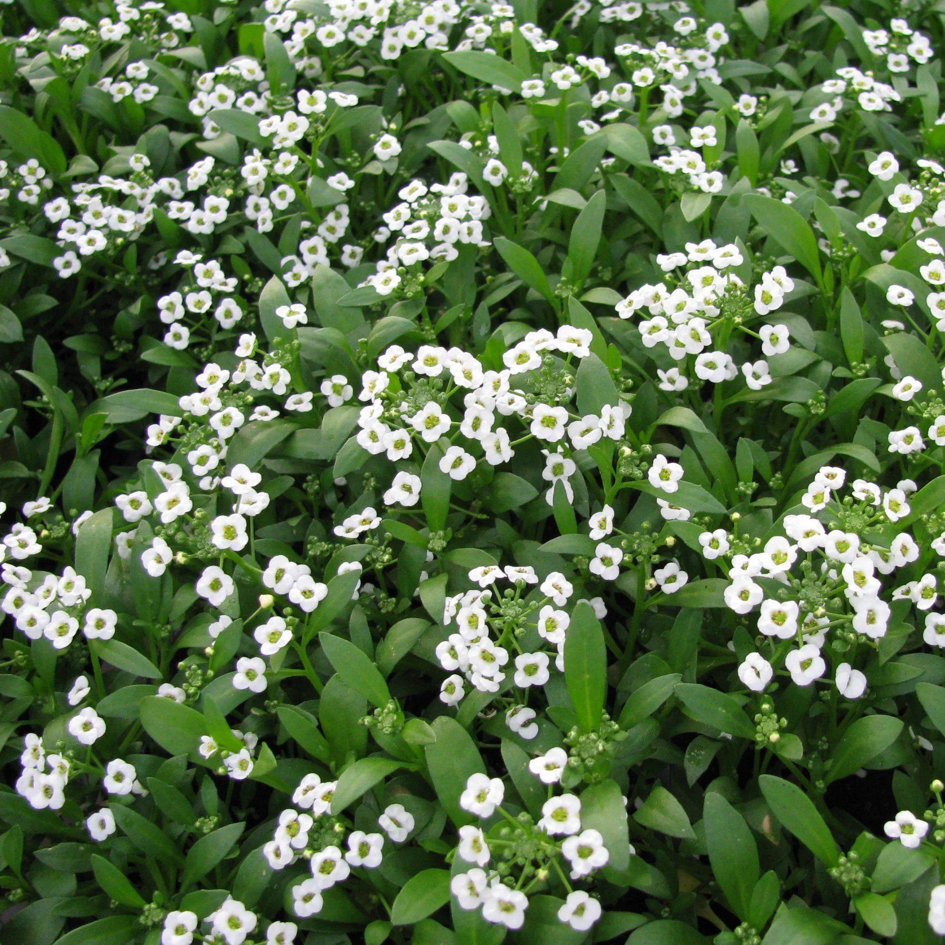 Snow Crystals Sweet Alyssum