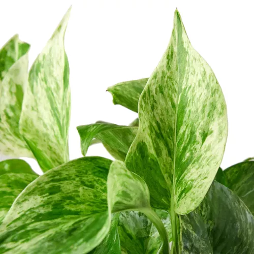 Snow Queen Pothos