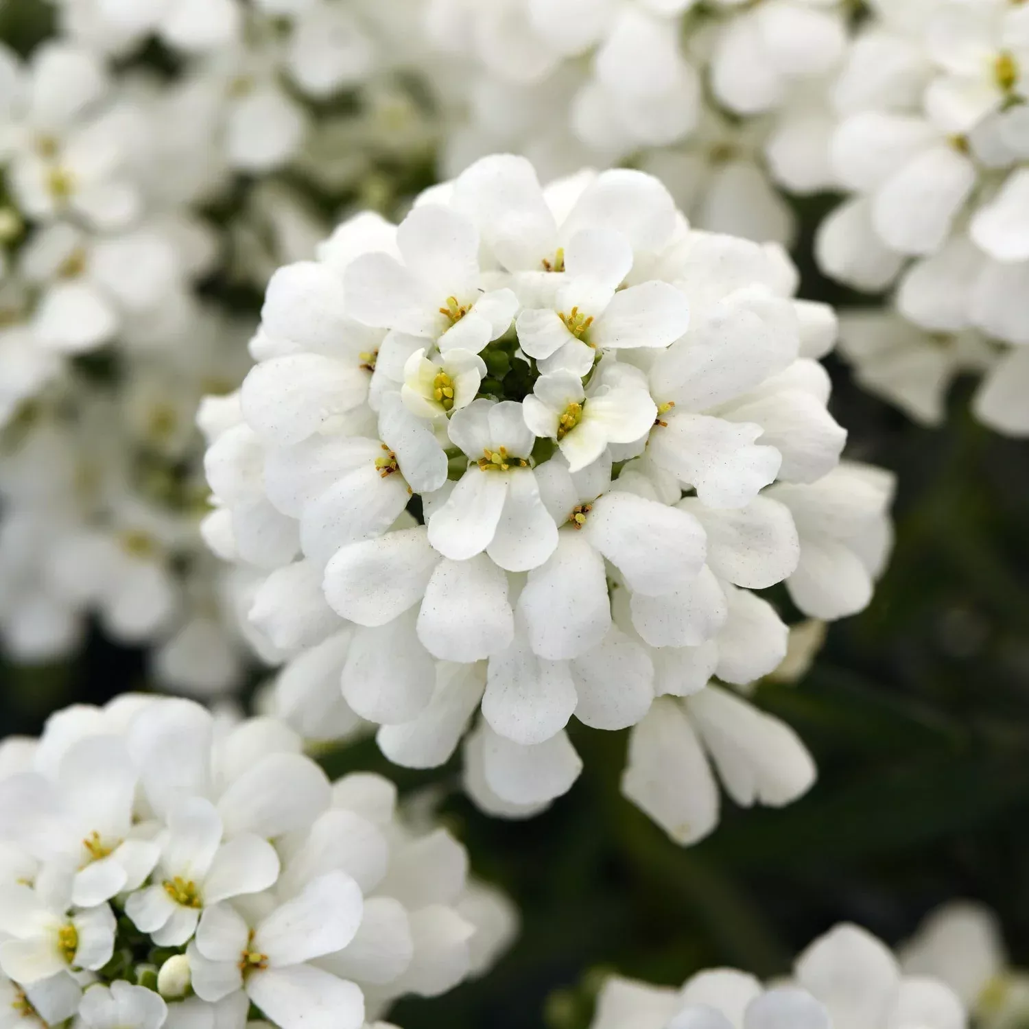 'Snowsation' Candytuft (Iberis)