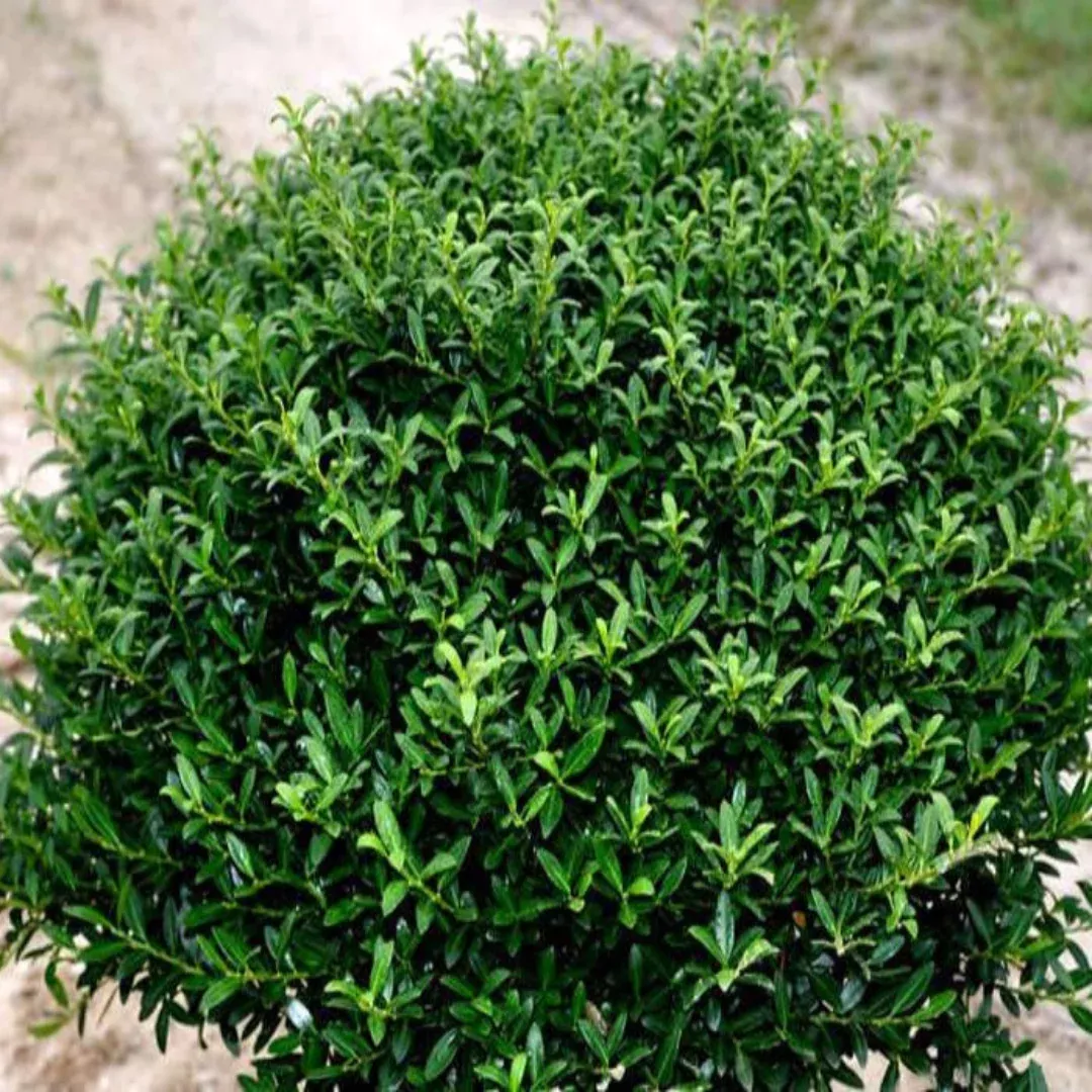 Soft Touch Compact Holly
