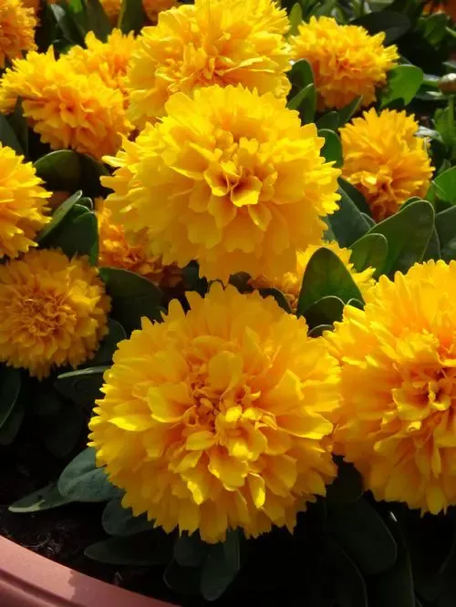Solanna Golden Sphere Coreopsis