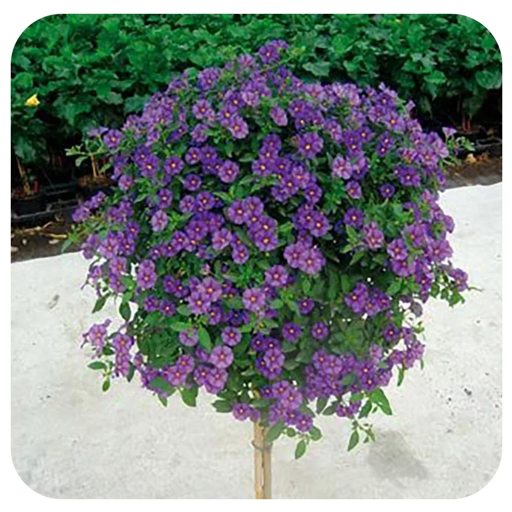 Solanum Tree (Lycianthes rantonnetii)