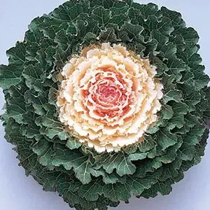 Songbird White Flowering Kale