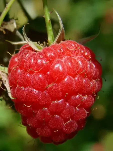 Souris Raspberry