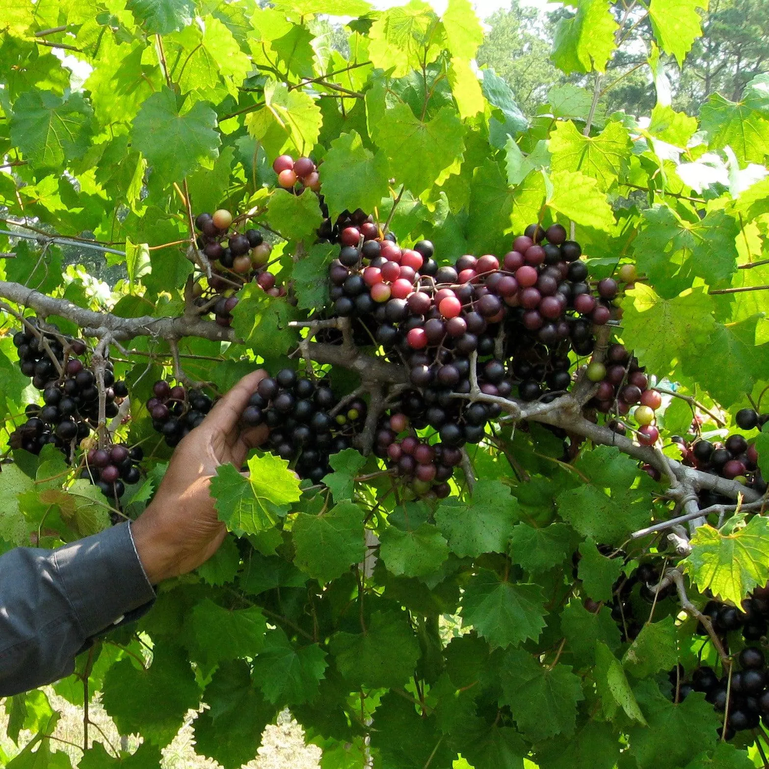 Southland Muscadine