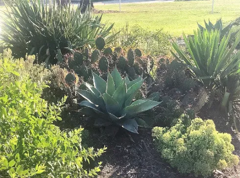 Southwest Plants for the Southeast