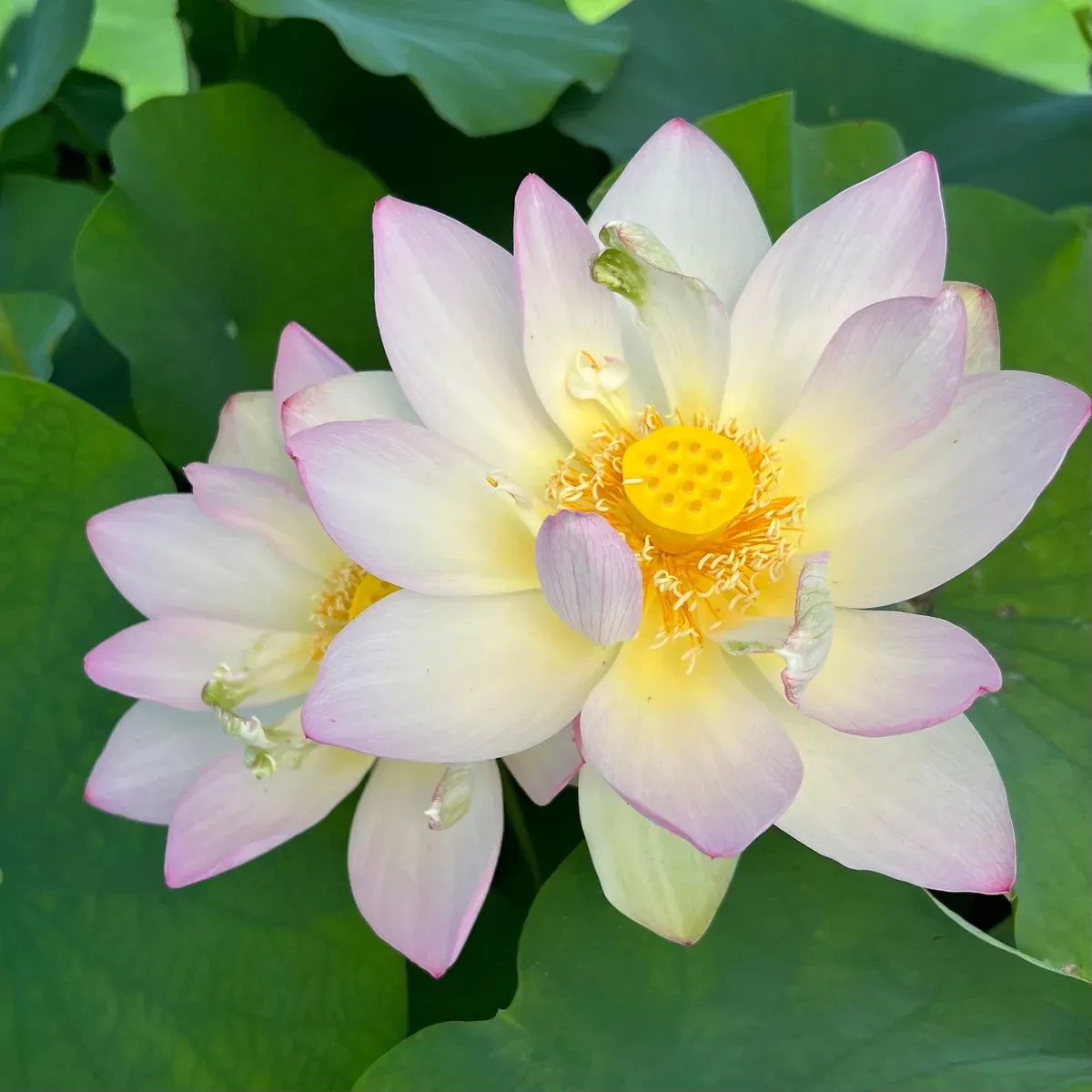 Space Lotus 36