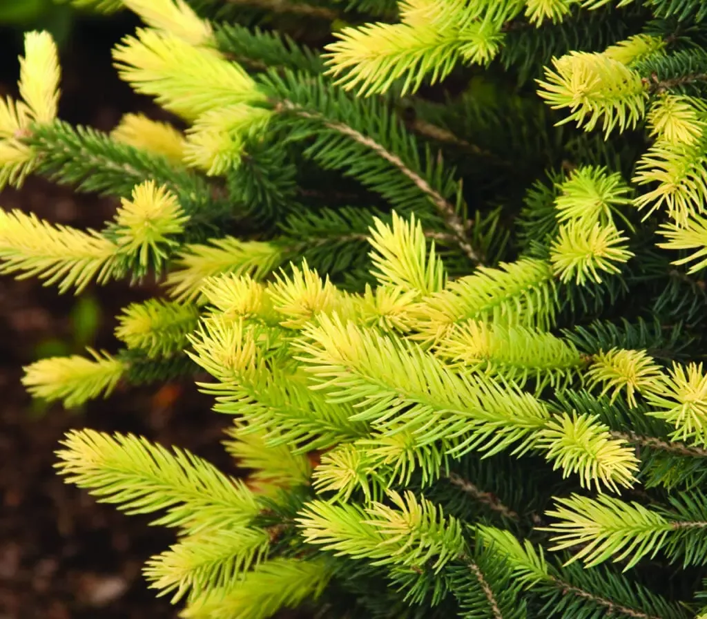 Sparkler Colorado Blue Spruce