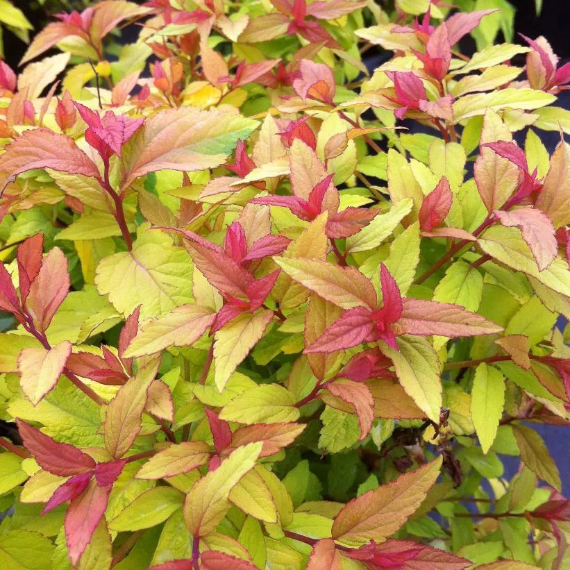 Spiraea japonica 'Goldflame'