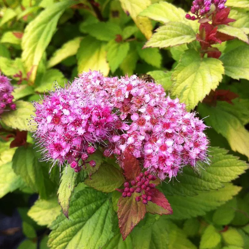SPIRAEA JAPONICA `MAGIC CARPET`