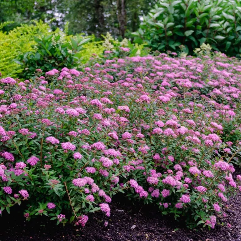 Spiraea japonica 'Poprocks Petite'